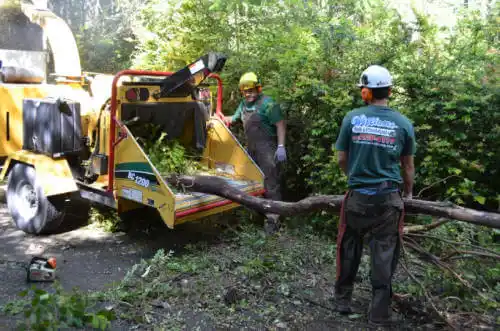 tree services Tucson Estates